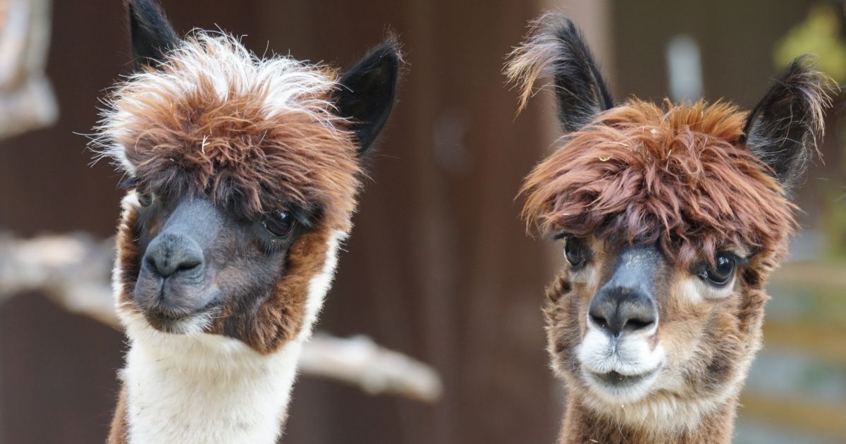 Alpaca Colors